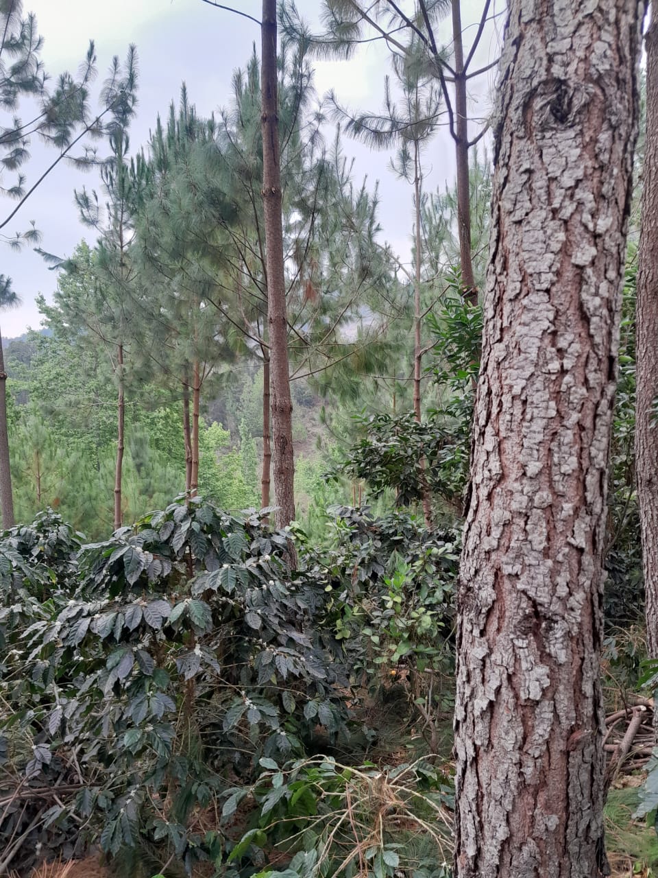 El Matasano